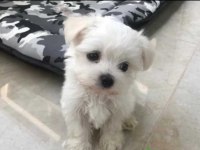 Teacup Maltese Yavrularımız