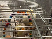 En Büyüğü 4 Aylık 2 Çift Sultan Papağanları