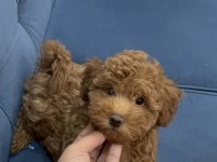 Toy Poodle Köpeği 4 Aylık