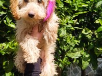 5 Aylık Tüm Aşıları Tam Maltipoo