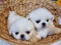 Dünya Tatlısı Pekinez Yavru Köpekler