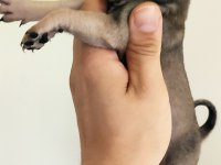 Orjinal safkan a+ kalite pug mops yavrular