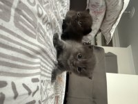 British Shorthair Bebek Kediler