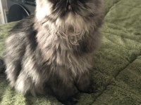 6 Aylık Dişi İran Persian Kediler