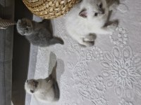 1.5 aylık dişi ve erkek kediler