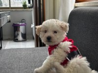 Dişi 3 Aylık Maltipoo
