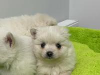 Uygun pomeranian yavru köpekler