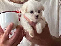 Maltese terrier sıfır numara ev doğumlu bebeklerim