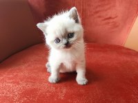 British shorthair blue point