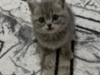 British shorthair yavru kediler