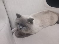 8 Aylik Erkek British Shorthair