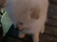 Sahibinden evcil 3 aylik pomeranian cins köpeğimiz