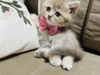 Yavru British Kedimize Yuva Arıyoruz