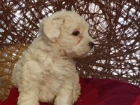 Maltese Terrier Yavrularımız