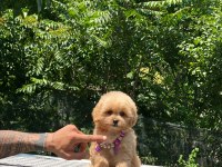 Evinizin neşesi maltipoo bebekler