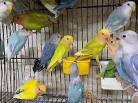 Sevda Cennet Papağanı Yavrular