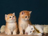 British Shorthair Golden Ve Longhair Yavrular