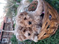 Maltipoo Irk Ve Sağlık Garanti Yavrularımız