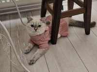 British Shorthair Malzemeleri İle Birlikte