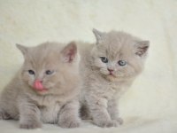 Top Kafa Lilac British Shorthair Yavrularımız