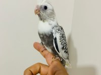 40 Günlük Sultan Papağanı Yavruları