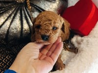 Dişi Ve Erkek Toy Poodle