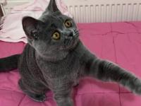 Acil sahiplendirme 5 aylık kedimiz