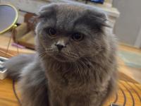 Eğitimli uslu british longhair