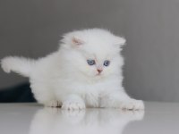 Full Şecereli Babadan Teslime Hazır Erkek British Longhair