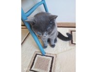 Sakin Ve Uysal Kedimiz