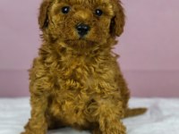 Red Brown Toy Poodle Bebeklerim