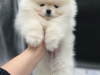 Pomeranian Boo Yavruları Antalya