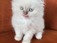Scottish Fold Longhair Blue Point