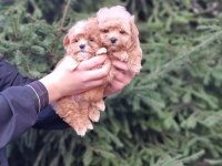 Efsane Maltipoo Yavruları