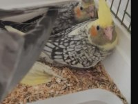 Elle besleme sultan papağanı yavrular