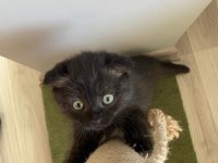 British Shorthair Yavru