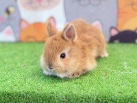 Cüce tavşan yavruları gönderim yapılır