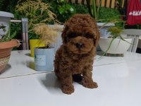 Tea Cup Boyutlarda Poodle Bebeklerimiz