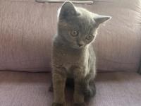 3 Aylık Dişi British Shorthair Kedisi