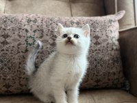 Avrupa Standartlarında British Shorthair Yavrular - Premium Üretim