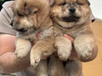 50 Günlük Çin Aslan Yavrularımız