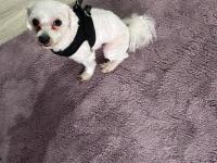 Ücretsiz maltese terrier