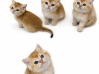 Show Kalite Bebek Kediler