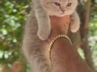 Scottish fold bebeklerimiz teslime hazırdır