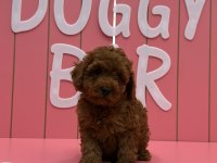 Tüy Yumakları Köpeklerimiz Yeni Mutlu Ailesini Arıyor