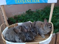 Hollanda Cüce 1 Aylık Tavşan Yavrular