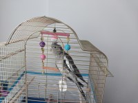 Sultan Papağanı 7 Aylık