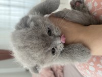 Scottish British 44 Günlük