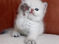 Harika Kalite Golden Point British Longhair Kedimiz