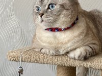 Mars'a Yuva Arıyoruz - Ücretsiz Scottish Straight